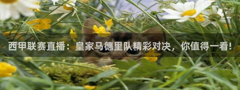 免费雨燕体育直播在线看：西甲联赛直播：皇家马德里队精彩对决，你值得一看!