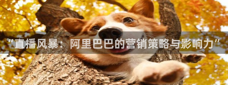 雨燕体育赛事在线免费直播：“直播风暴：阿里巴巴的营销策略与影响力”